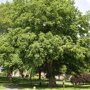 Pterocarya fraxinifolia